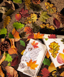 120 Pcs Autumn Story Sticker Set