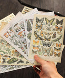 15 Sheets Big Size Vintage Natural History Material Paper Set